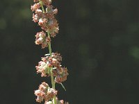 Artemisia campestris ssp campestris 1, Duinaveruit, Saxifraga-Jan van der Straaten