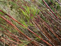 Artemisia campestris ssp campestris 7, Duinaveruit, Saxifraga-Rutger Barendse