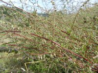 Artemisia campestris ssp campestris 8, Duinaveruit, Saxifraga-Rutger Barendse