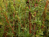 Artemisia campestris ssp maritima 13, Duinaveruit, Saxifraga-Ed Stikvoort