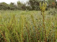 Artemisia campestris ssp maritima 14, Duinaveruit, Saxifraga-Ed Stikvoort