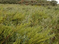Artemisia campestris ssp maritima 20, Duinaveruit, Saxifraga-Ed Stikvoort