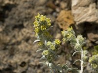 Artemisia eriantha 1, Saxifraga-Jan van der Straaten