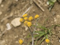 Artemisia glacialis 1, Saxifraga-Jan van der Straaten