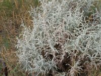 Artemisia maritima 1, Zeealsem, Saxifraga-Piet Zomerdijk