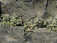 Artemisia maritima 10, Zeealsem, Saxifraga-Jan van der Straaten