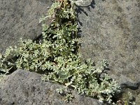 Artemisia maritima 11, Zeealsem, Saxifraga-Jan van der Straaten