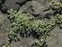 Artemisia maritima 12, Zeealsem, Saxifraga-Jan van der Straaten