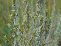 Artemisia maritima 13, Zeealsem, Saxifraga-Ed Stikvoort