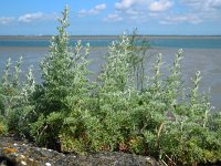 Artemisia maritima 14, Zeealsem, Saxifraga-Ed Stikvoort