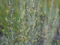 Artemisia maritima 16, Zeealsem, Saxifraga-Ed Stikvoort