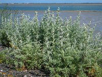 Artemisia maritima 17, Zeealsem, Saxifraga-Ed Stikvoort