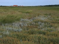 Artemisia maritima 18, Zeealsem, Saxifraga-Hans Boll