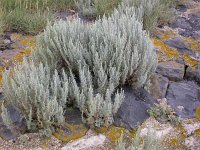 Artemisia maritima 2, Zeealsem, Saxifraga-Peter Meininger