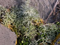 Artemisia maritima 3, Zeealsem, Saxifraga-Peter Meininger