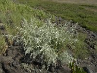 Artemisia maritima 4, Zeealsem, Saxifraga-Jan van der Straaten