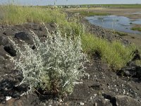 Artemisia maritima 5, Zeealsem, Saxifraga-Jan van der Straaten