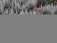 Artemisia maritima 6, Zeealsem, Saxifraga-Peter Meininger