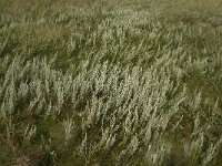 Artemisia maritima 8, Zeealsem, Saxifraga-Jan van der Straaten