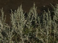 Artemisia maritima 9, Zeealsem, Saxifraga-Jan van der Straaten