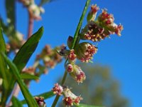 Artemisia vulgaris 10, Bijvoet, Saxifraga-Ed Stikvoort