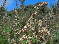 Artemisia vulgaris 11, Bijvoet, Saxifraga-Ed Stikvoort