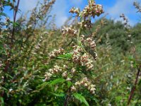 Artemisia vulgaris 12, Bijvoet, Saxifraga-Ed Stikvoort