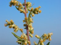 Artemisia vulgaris 13, Bijvoet, Saxifraga-Ed Stikvoort