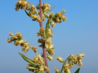 Artemisia vulgaris 13, Bijvoet, Saxifraga-Ed Stikvoort