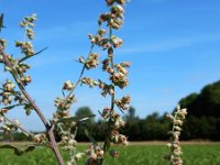 Artemisia vulgaris 14, Bijvoet, Saxifraga-Ed Stikvoort