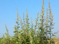 Artemisia vulgaris 15, Bijvoet, Saxifraga-Ed Stikvoort