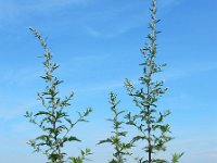 Artemisia vulgaris 16, Bijvoet, Saxifraga-Ed Stikvoort