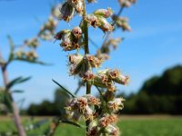 Artemisia vulgaris 17, Bijvoet, Saxifraga-Ed Stikvoort