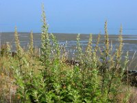 Artemisia vulgaris 18, Bijvoet, Saxifraga-Ed Stikvoort