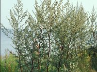 Artemisia vulgaris 2, Bijvoet, Saxifraga-Piet Zomerdijk