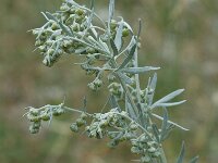 Artemisia vulgaris 3, Bijvoet, Saxifraga-Jan van der Straaten