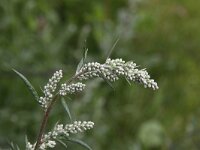 Artemisia vulgaris 4, Bijvoet, Saxifraga-Peter Meininger