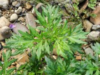 Artemisia vulgaris 5, Bijvoet, Saxifraga-Rutger Barendse