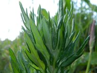 Artemisia vulgaris 6, Bijvoet, Saxifraga-Rutger Barendse