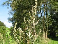 Artemisia vulgaris 7, Bijvoet, Saxifraga-Rutger Barendse