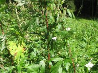 Artemisia vulgaris 8, Bijvoet, Saxifraga-Rutger Barendse