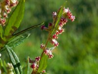 Artemisia vulgaris 9, Bijvoet, Saxifraga-Ed Stikvoort