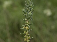 Arthrocnemum glaucum 5, Saxifraga-Willem van Kruijsbergen