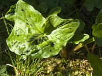 Arum italicum 50, Italiaanse aronskelk, Saxifraga-Jan van der Straaten