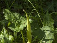 Arum italicum 52, Italiaanse aronskelk, Saxifraga-Jan van der Straaten