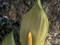 Arum italicum 7, Italiaanse aronskelk, Saxifraga-Jan van der Straaten