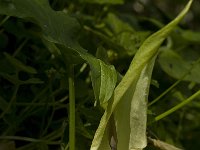 Arum maculatum 12, Gevlekte aronskelk, Saxifraga-Willem van Kruijsbergen