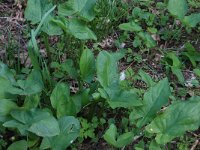 Arum maculatum 38, Gevlekte aronskelk, Saxifraga-Hans Boll