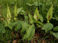 Arum maculatum 43, Gevlekte aronskelk, Saxifraga-Ed Stikvoort : weichselboom Kop van Schouwen Zutphen Beesd - Culemborg Breda