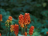 Arum maculatum 1, Gevlekte aronskelk, Saxifraga-Piet Zomerdijk